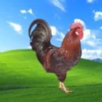 pic for XP chicken